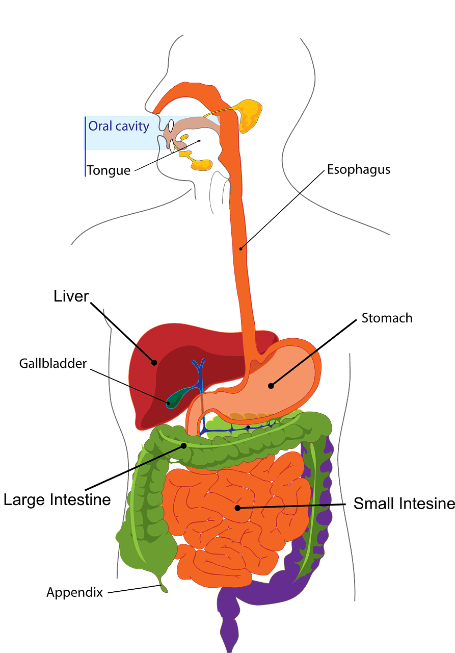 gut health and sleep.